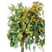 Seeded Eucalyptus